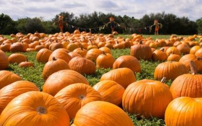 Fall, But Make it Socially Distanced