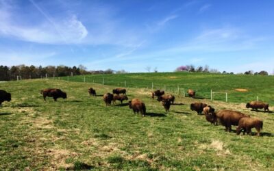 Sunset Ridge Buffalo Farm